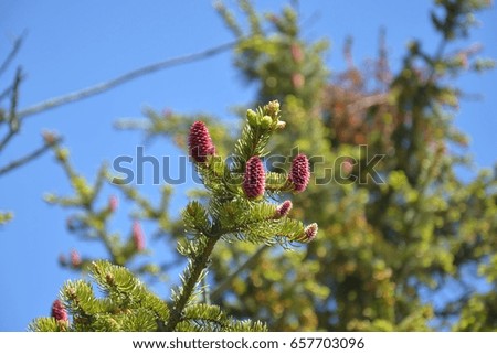Close up picture of blossomed pine branches.