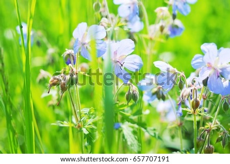 Purple bellflowers on a background of green grass close-up photo. Beautiful wild flowers in the green meadow. Nature stock photography. Summer season