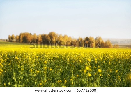 Meadow with yellow dandelions buckwheat food under the open sky