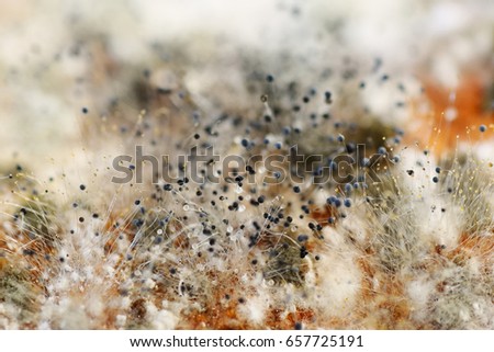 Close up, macro photography of mold on moldy food