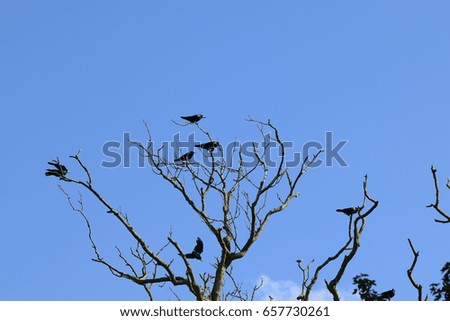 Crows gathered on bare tree branches against blue skies