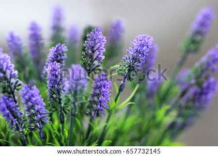 Close up of fresh lavender bouquet, medicinal herbs and plants