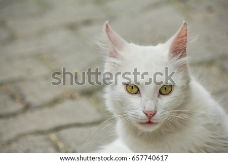 Close-up portrait of a cat
