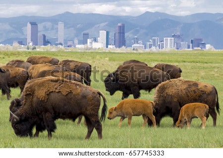 Bison herd at Rocky Mountain Arsenal National Wildlife Refuge, near Denver - mothers and calves with Denver skyline in background.
