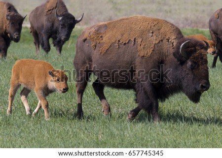 Bison herd at Rocky Mountain Arsenal National Wildlife Refuge, near Denver - mother and calf.
