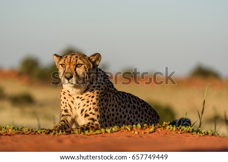 Cheetah in natural habitat, Kalahari Desert, Namibia