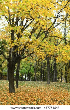 Autumn landscape of the city park in cloudy weather