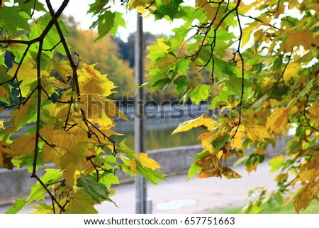 Autumn leaves on a tree in a city park close-up