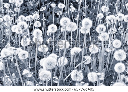 Dandelions on the meadow at evening time. Monochrome image.
