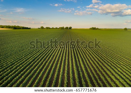 Beautiful agricultural landscape of green soybean rows in open field with blue sky and white clouds Royalty-Free Stock Photo #657771676