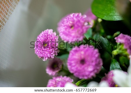 Colorful flowers