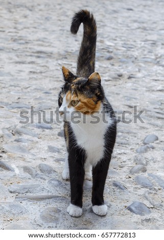 cat on a street close up