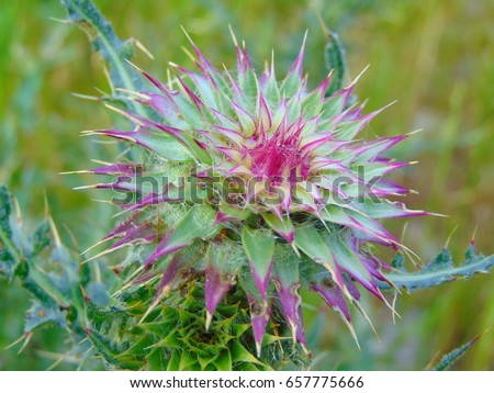 macro photo of decorative wild flower with thorns on blurred background of green vegetation in the forest as the source for design, advertising, print, decoration, photo shop