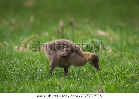 Duckling in the green grass around Regent park, London.