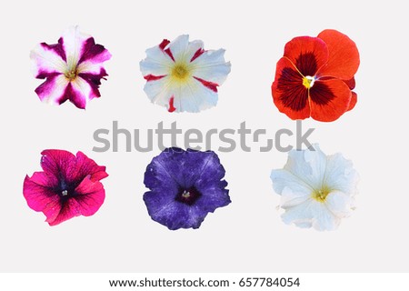 Collection of flowers of different varieties, isolated on white background