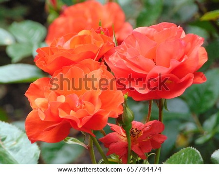 macro photo of a beautiful ornamental flower garden Rose with petals bright orange hue in the green leaves of the Bush as the source for design, print, posters, decoration, photo shop, advertising