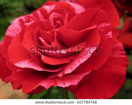 macro photo of a beautiful ornamental flower garden Rose with the petals a vivid shade of red in the green leaves of the Bush as the source for design, print, posters, decoration, advertising
