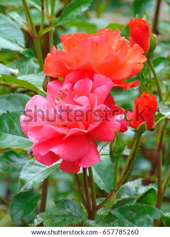 macro photo of a beautiful ornamental flower garden Rose with the petals bright pink and orange hues in the green leaves of the Bush as the source for design, print, posters, decoration, advertising