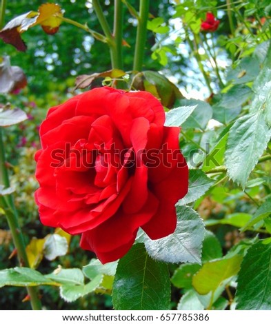 macro photo of a beautiful ornamental flower garden Rose with the petals a vivid shade of red in the green leaves of the Bush as the source for design, print, posters, decoration, photo shop