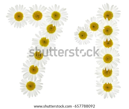 Arabic numeral 71, seventy one, from white flowers of chamomile, isolated on white background