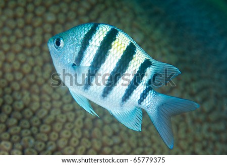 Sergeant Major Damsel Fish- Abudefdu saxatilis, picture taken on a shallow reef in Broward County Florida.