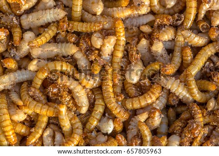 Living mealworm larvae background suitable as food