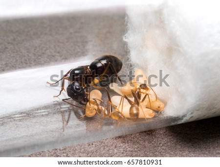 Super macro image of the worker ant (Camponotus Sp.) feeding the queen ant in test tube while another ant feeding the larva
