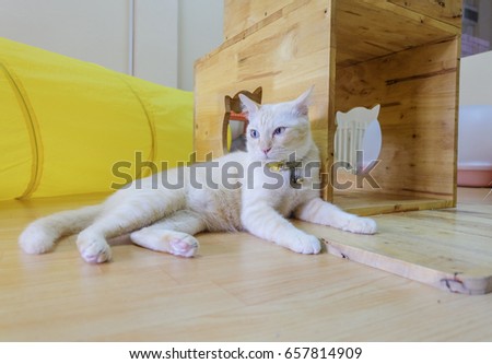 Image of white cat.