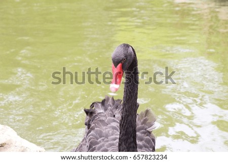 Black swan in the pond