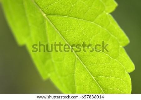 Canal on leaf