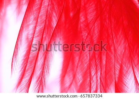 Red Color Feather, macro detail of each thin line. Concept of Freedom, lightweight and sky, white background