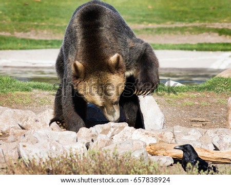 Close up of adult grizzly bear searching for food under rocks in the Grizzly and Wolf Discovery Center, Yellowstone National Park. A raven looks on.