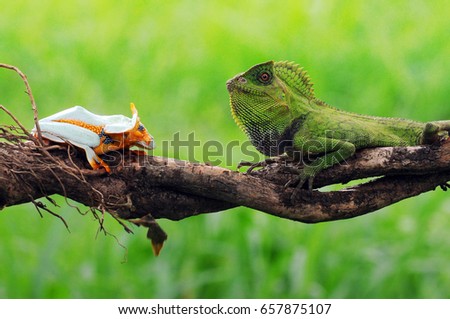 dragon forest, forest dragon, flying frog, frogs, tree frog, lizard,