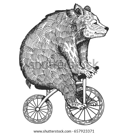 Circus bear on bicycle vector illustration. Scratch board style imitation. Hand drawn image.