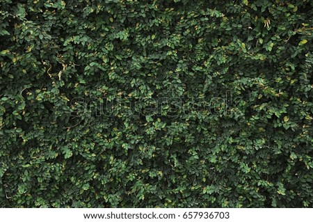 Tree ivy creeper leaf background 