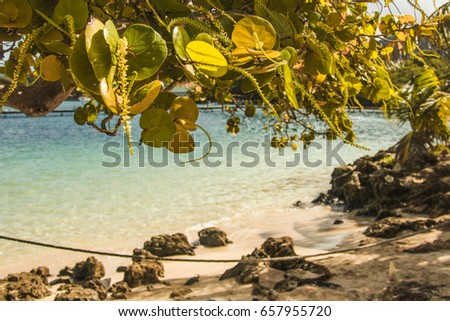 Summer Paradise beach conception. Bright leaves of an exotic tree on the shore of a beautiful beach.