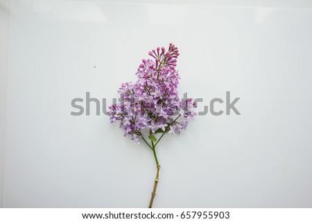 Branch of lilac on a white background. Top view. 