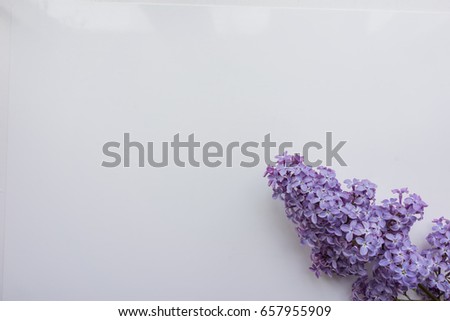 Branch of lilac on a white background. Top view. 