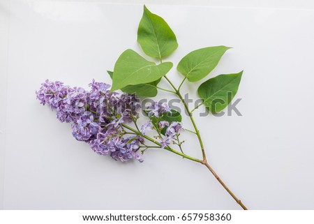 Branch of lilac on a white Design element for card, banners, print. Top view. 