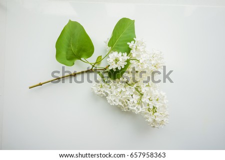 Branch of lilac on a white Design element for card, banners, print. Top view. 