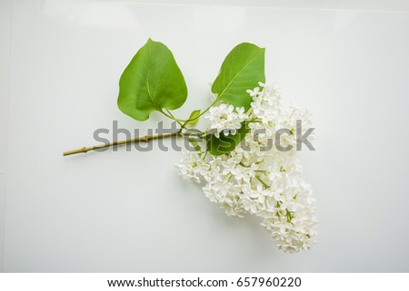 Branch of lilac on a white. Design element for card, banners, print. Top view. 