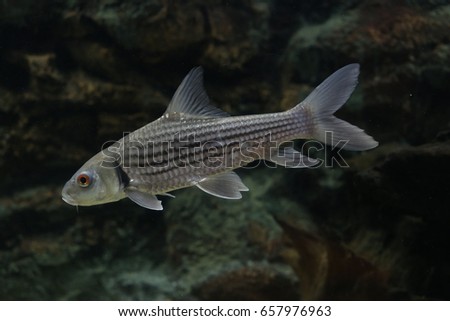 Seven-striped barb, Julian's golden carp, Probarbus jullieni is native fish in Thailand , it is popular pet in an aquarium and fishing at the reservoir or fishing park.