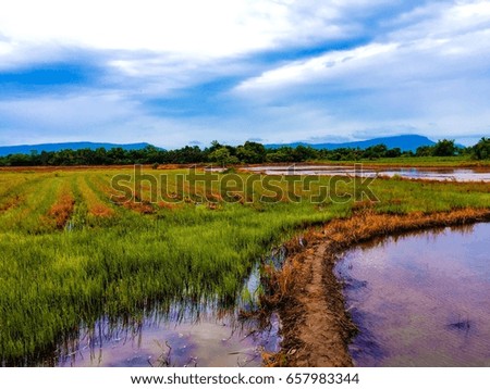 Rice field and sky background