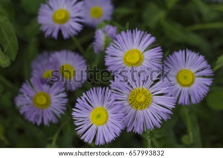 Many small violet flowers. Shallow depth of field. Soft focus.