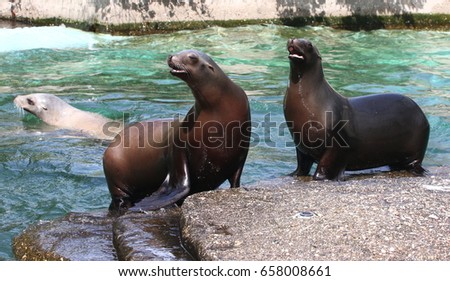 California sea lions (Zalophus californianus) on the shore, another swimming in the background.
