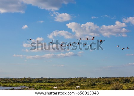  Sunset in the national park of the Camargue, Provence.  Large flock of gorgeous flamingos in free flight