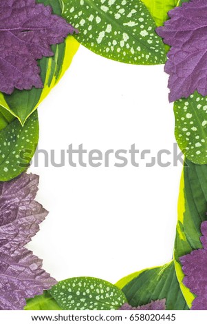 Creative model of green and purple leaves of garden plants, concept of summer. Studio Photo