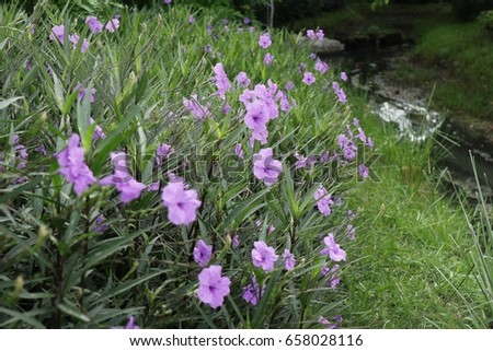 purple flower is blooming in spring