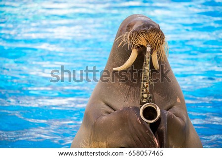 Walrus plaing on the trumpet