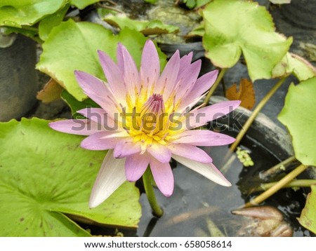 Beautiful Pink lotus blooming in the pond